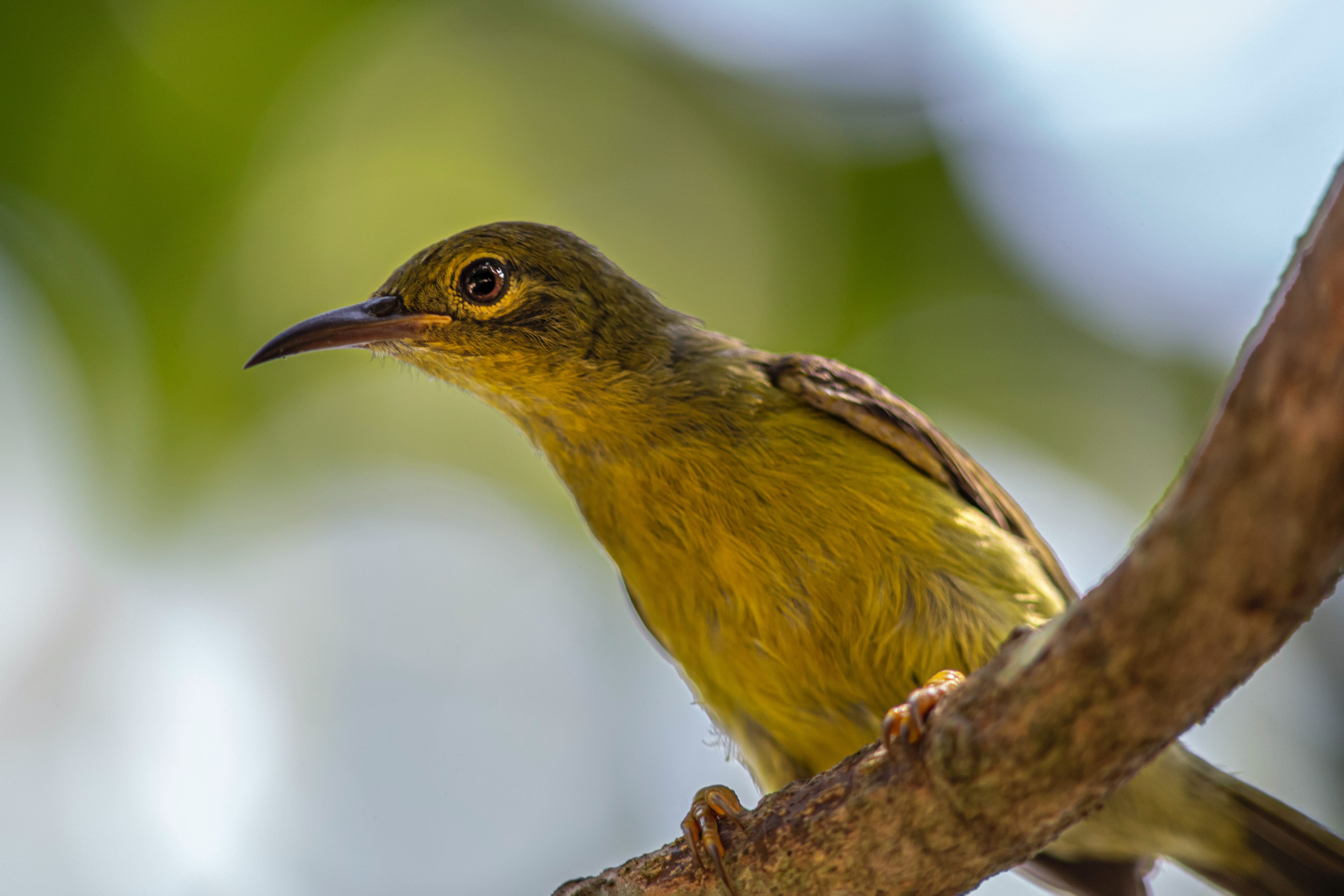 Olive-backed Sunbird Bali