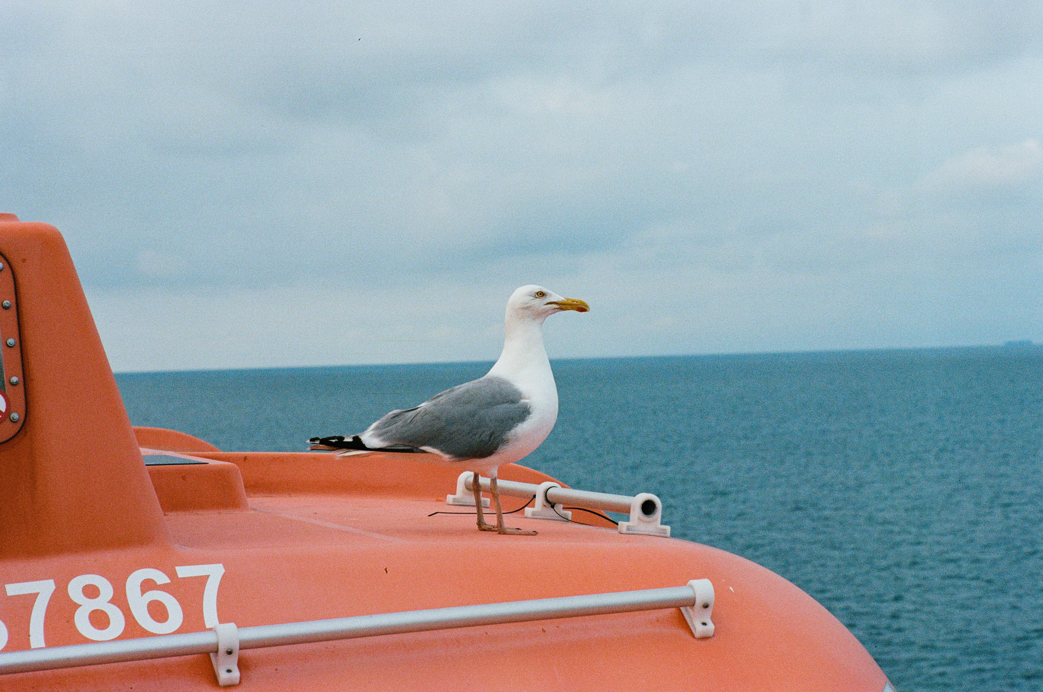 Bird on a ferry