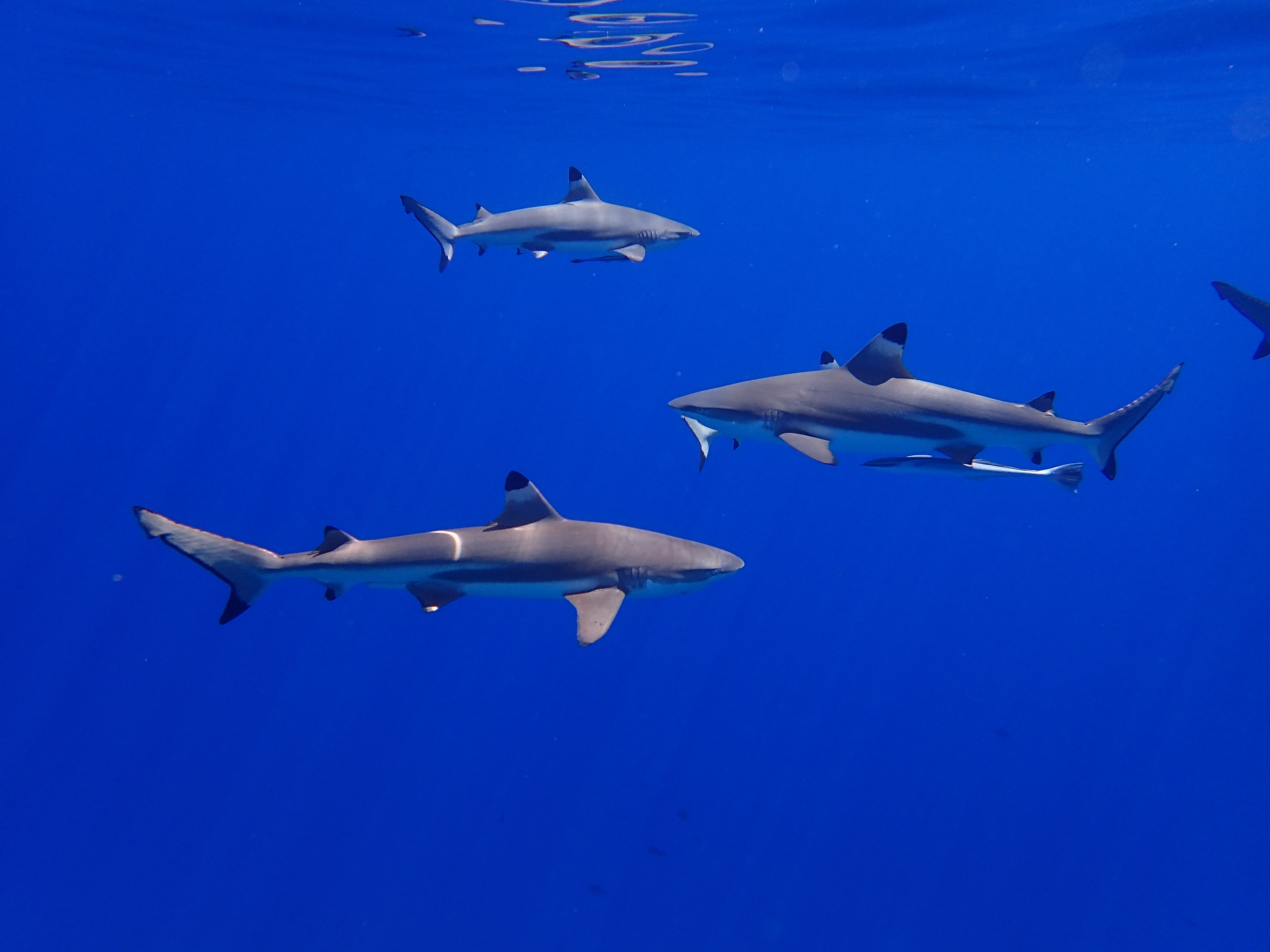 Sharks at Bora Bora