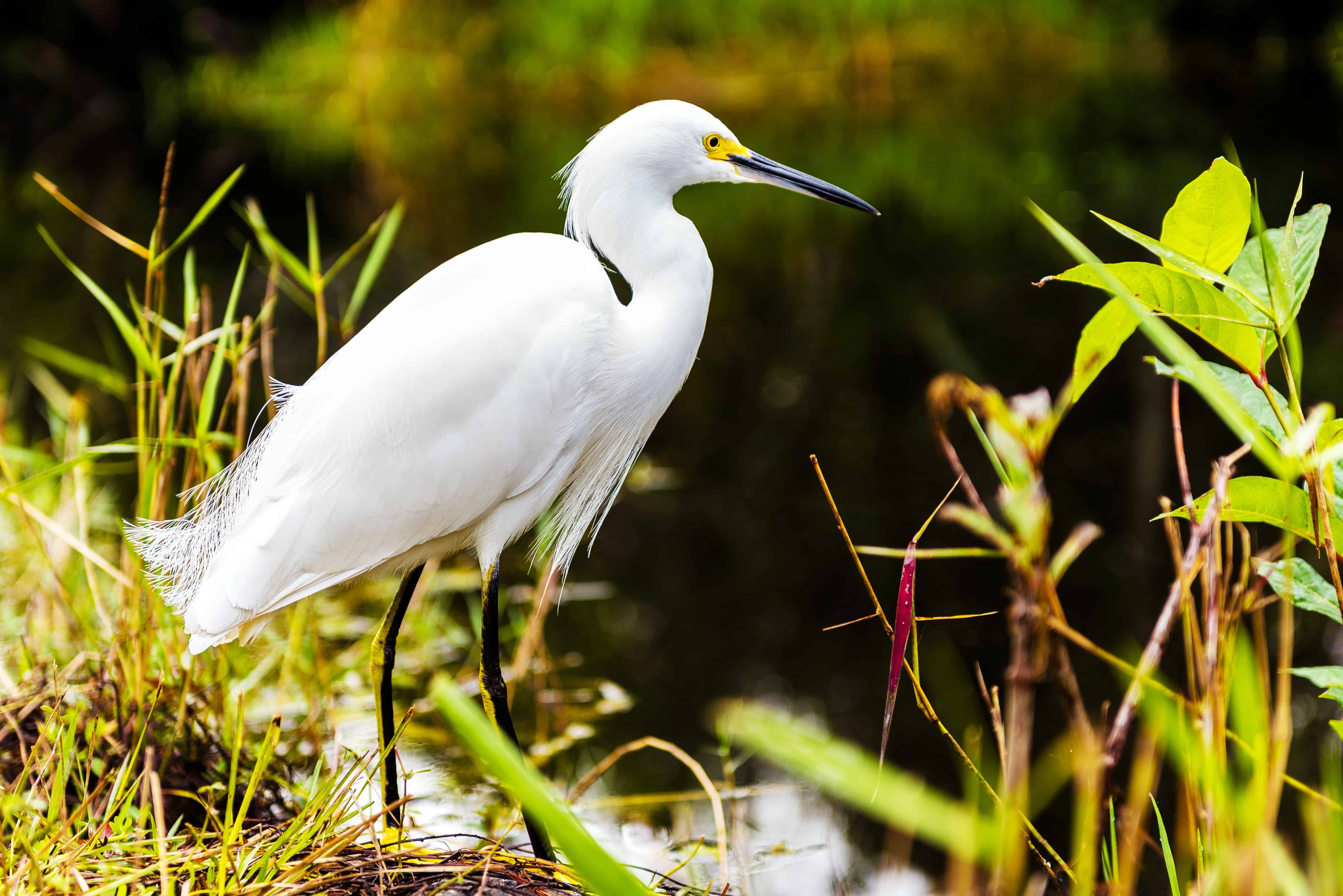 Snowy Egret, Everglades, Florida