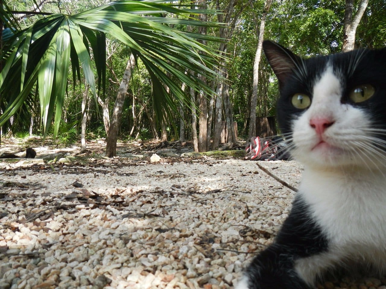 cenote Escondido cat